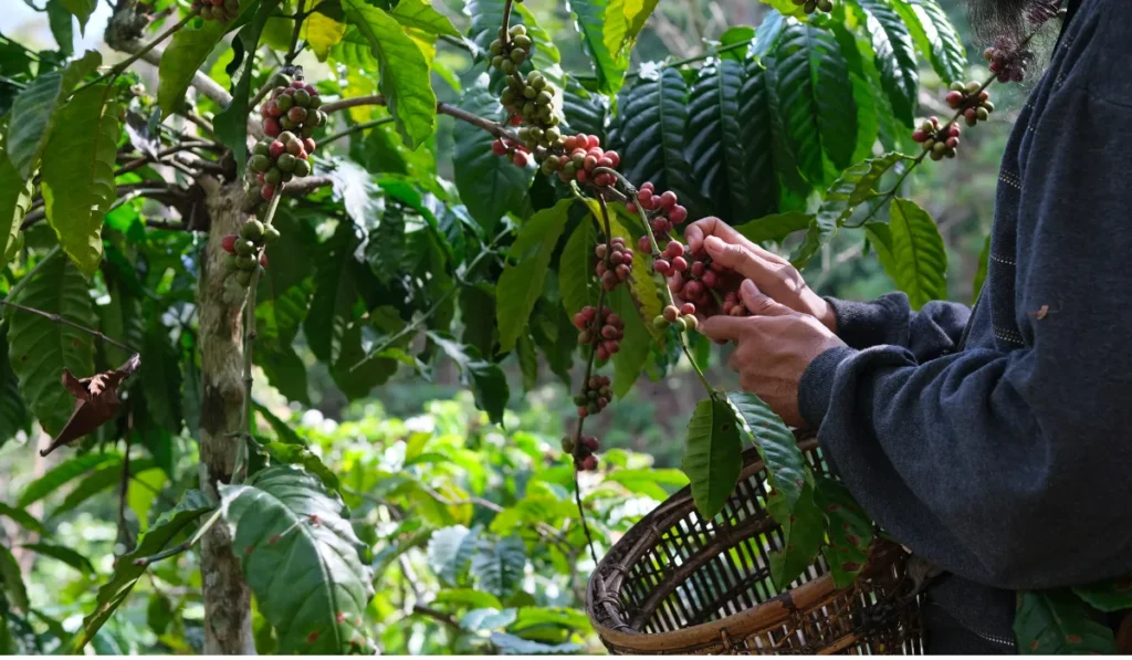 Business Opportunities in El Salvador 4